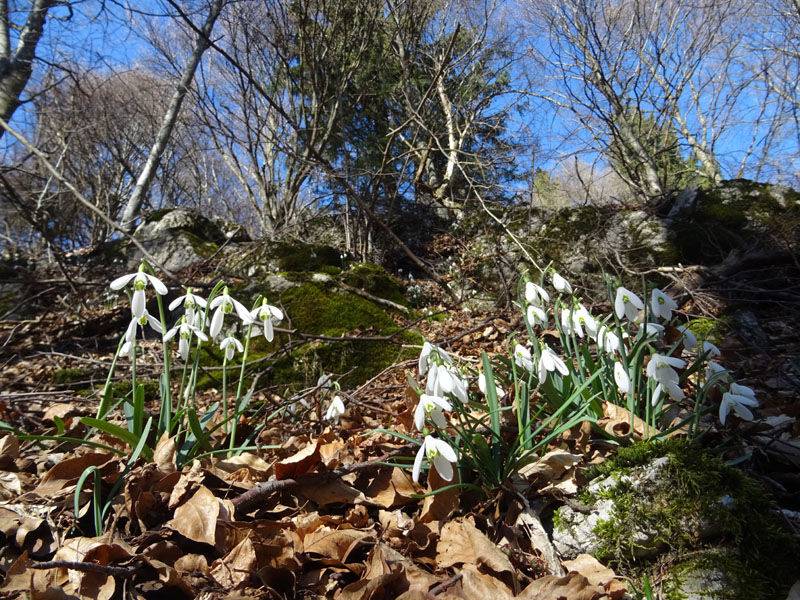 Galanthus nivalis - Amaryllidaceae (Alliaceae)